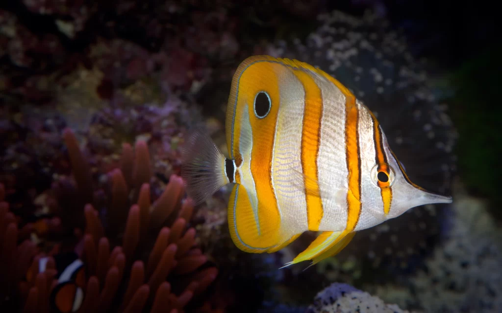 Butterflyfish Coral Reef Ocean Marine Life Colorful