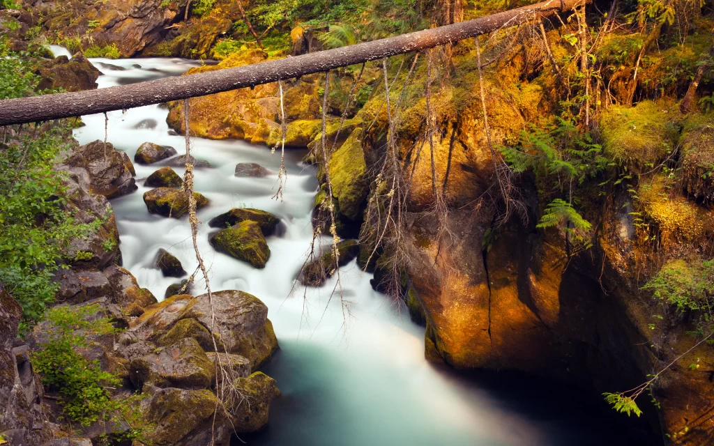 Flowing River Mossy Rocks Verdant Foliage Sunlit Forest