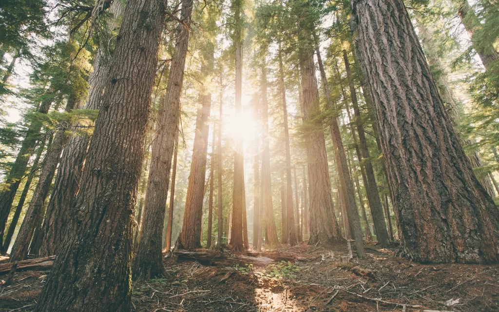 Sunlight Forest Tall Trees Green Leaves Nature