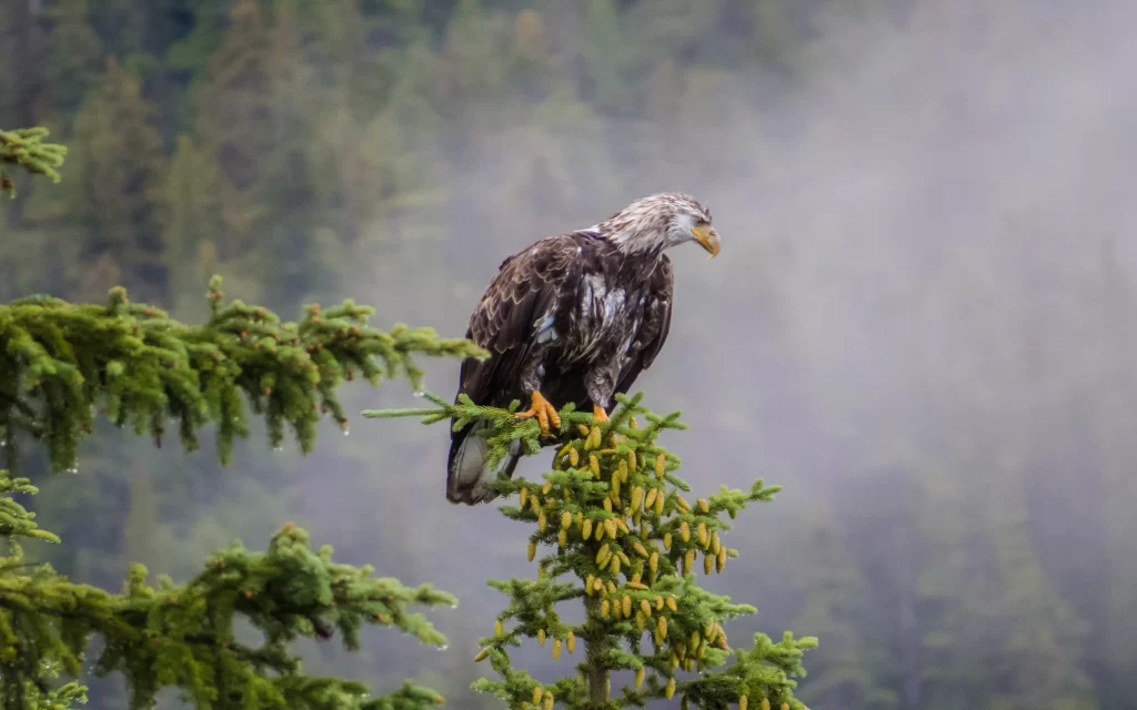 Eagle Pine Tree Branch Nature Wildlife