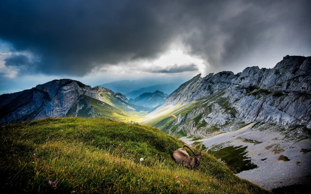 Mountainous Landscape Cloudy Sky Dramatic Lighting Alpine Meadow Wildlife