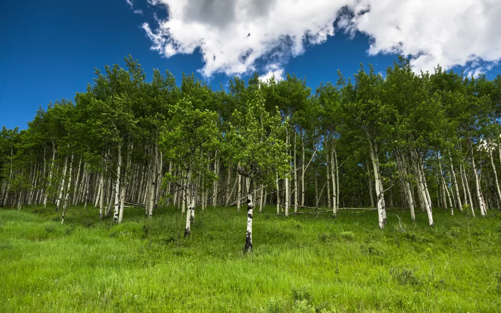 Lush Forest Green Trees Blue Sky White Clouds