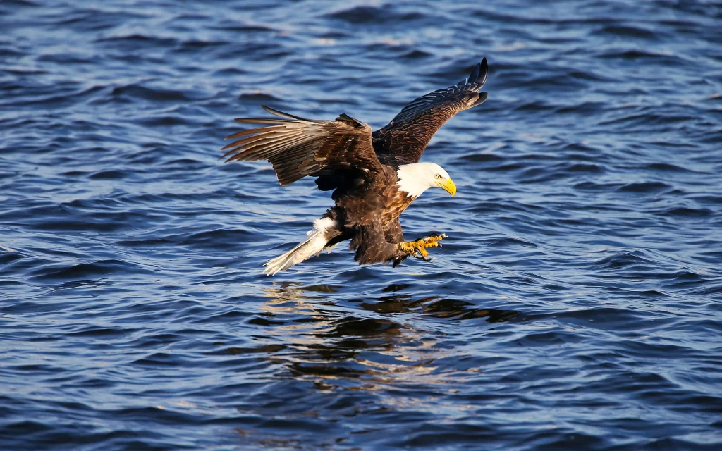 Eagle Water Flight Wildlife Nature