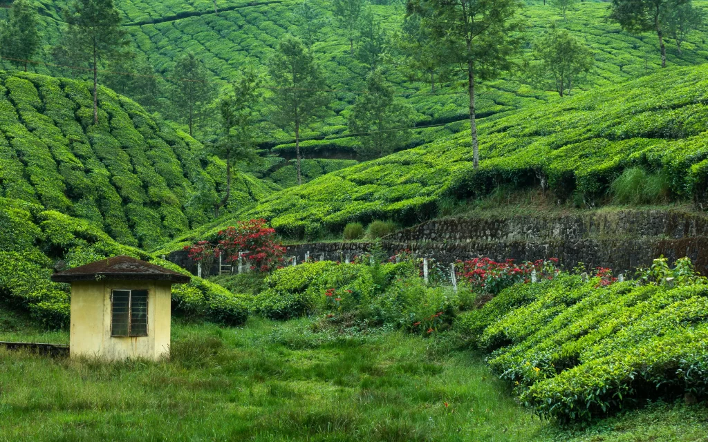 Lush Greenery Tea Plantation Rolling Hills Small Hut