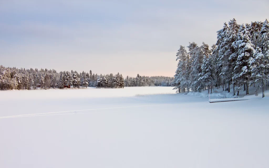 Snowy Forest Winter Landscape Tranquil
