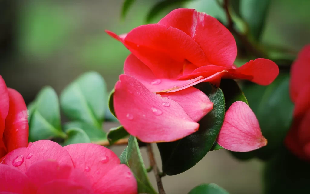Vibrant Pink Petals Fresh Dewdrops Lush Green Leaves