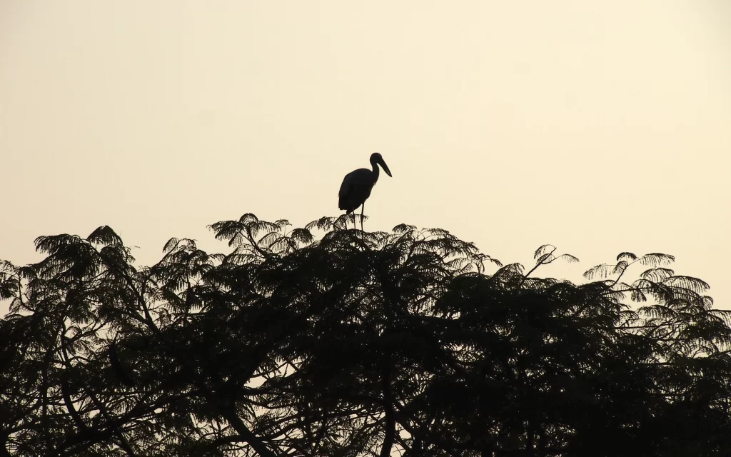 Silhouette Bird Tree Branches Sky