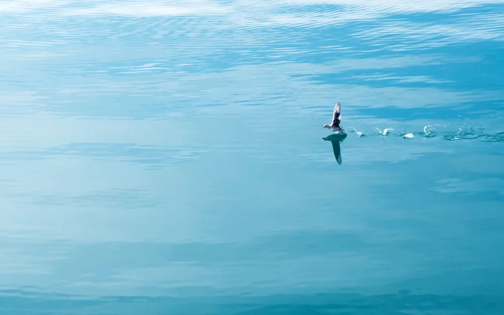 Calm Water Bird Reflection Blue Sky