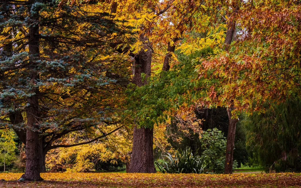 Autumn Forest Tall Trees Colorful Leaves