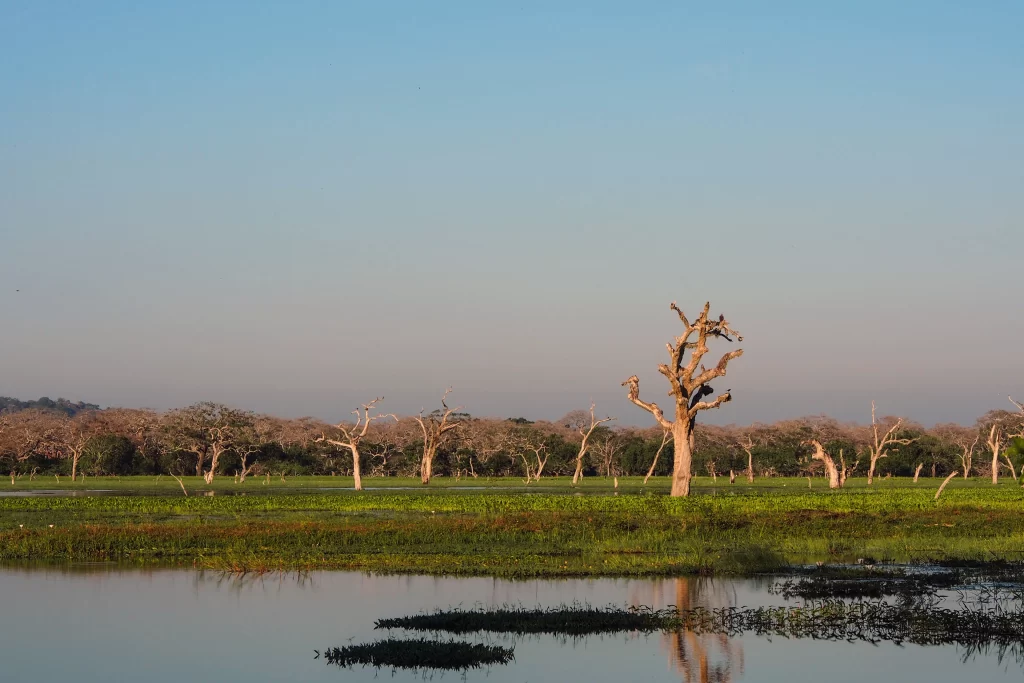 Landscape Dead Trees Water Reflections Greenery Clear Sky