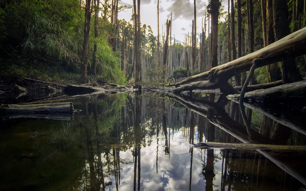 Forest Tall Trees Reflection Water Clouds