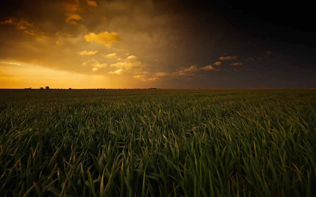 Sunset Clouds Field Green Grass Golden