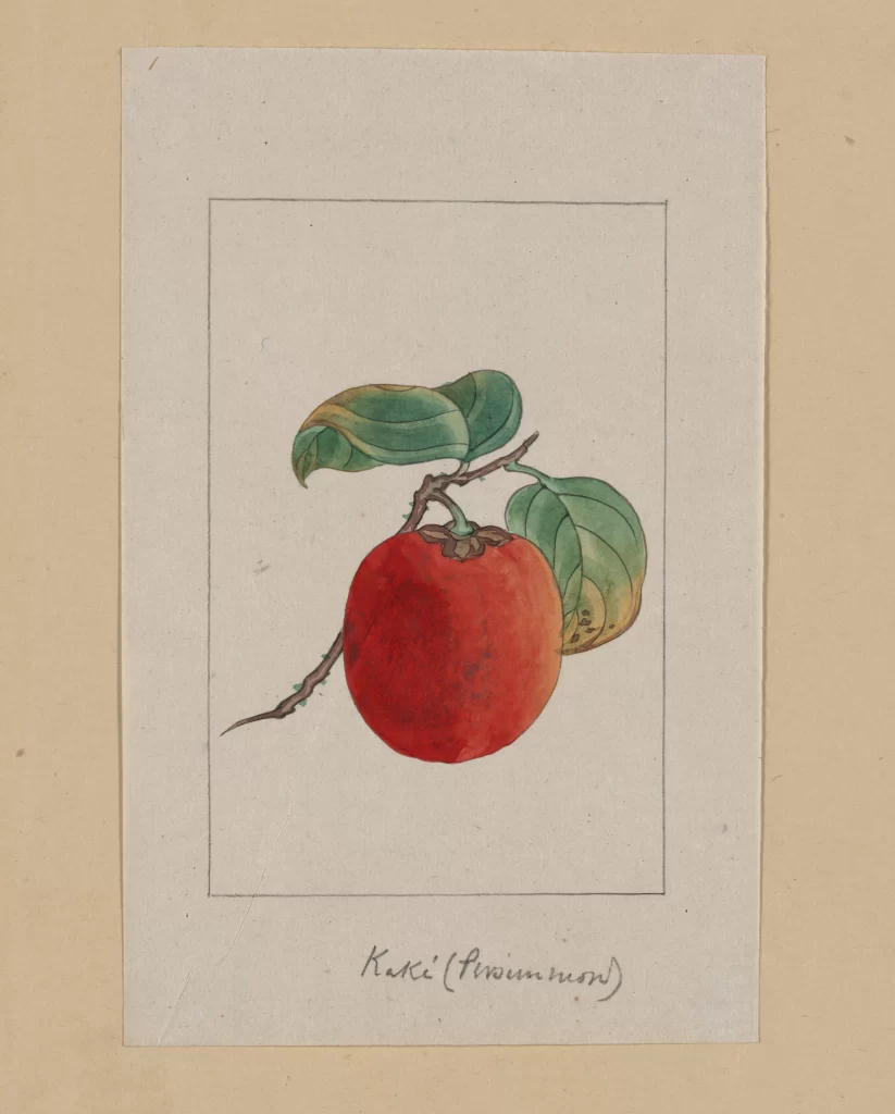 Watercolor Painting Persimmon Red Green Leaves Botanical Illustration