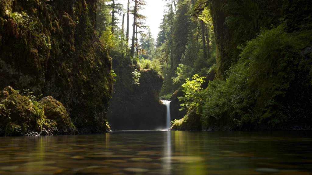 waterfall forest river nature sunlight green