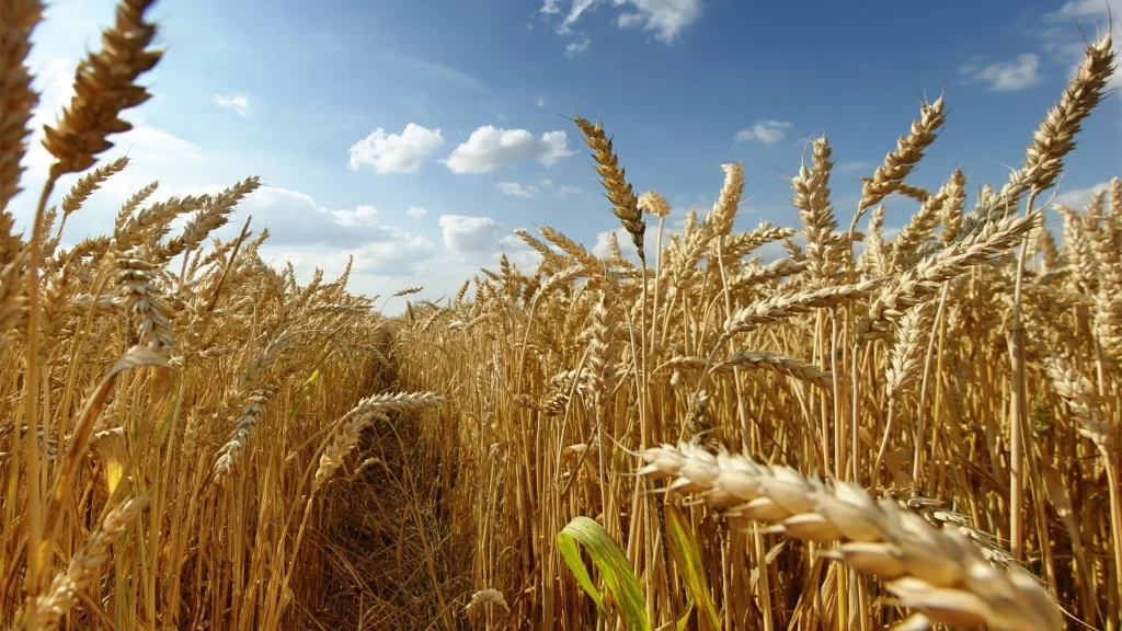 wheat field golden sky clouds sunlight harvest