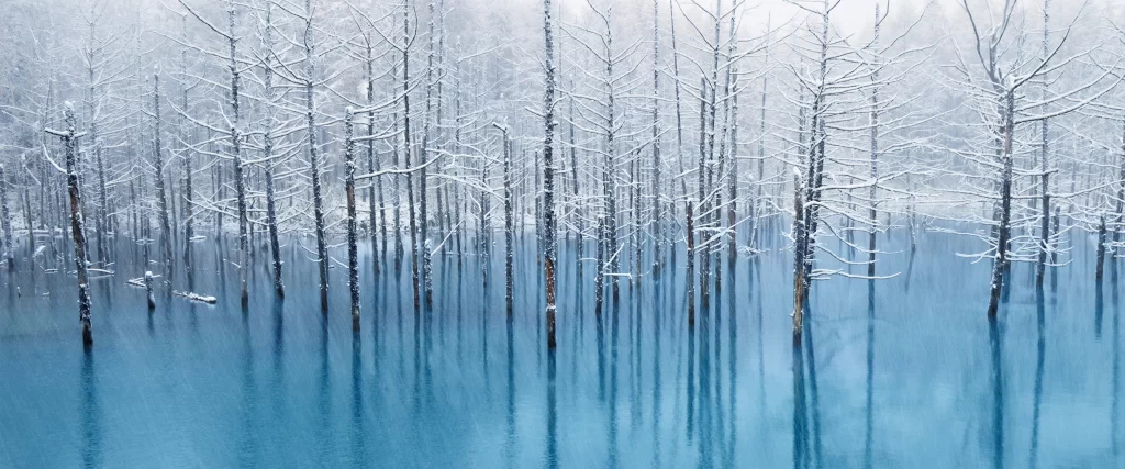 winter snow trees reflection serene