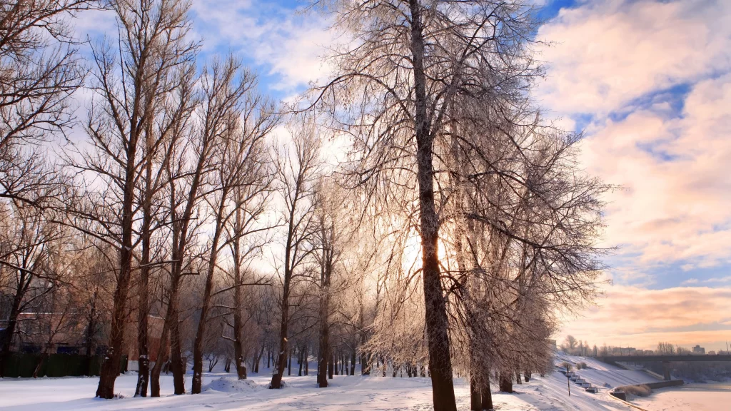 winter snow trees sky clouds