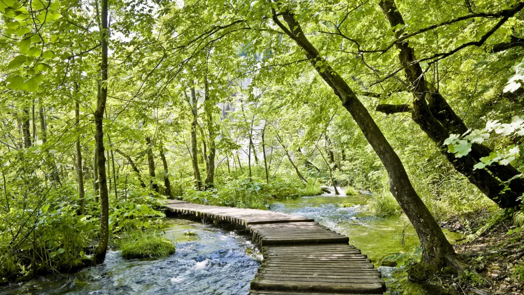 wooden path, greenery, stream, trees, sunlight, nature