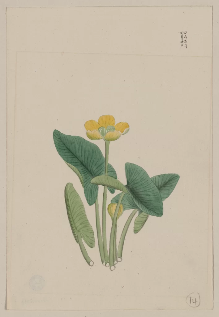 Yellow Flower Green Leaves Botanical Illustration Traditional Asian