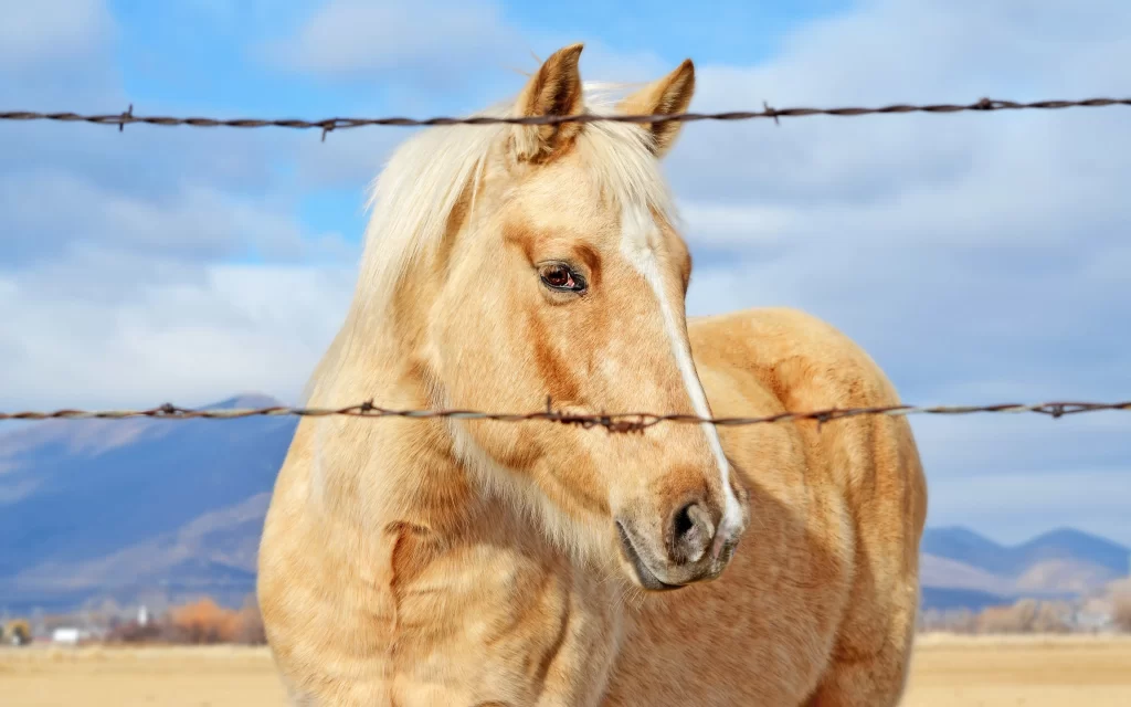 Horse Barbed Wire Field Mountains Blue Sky