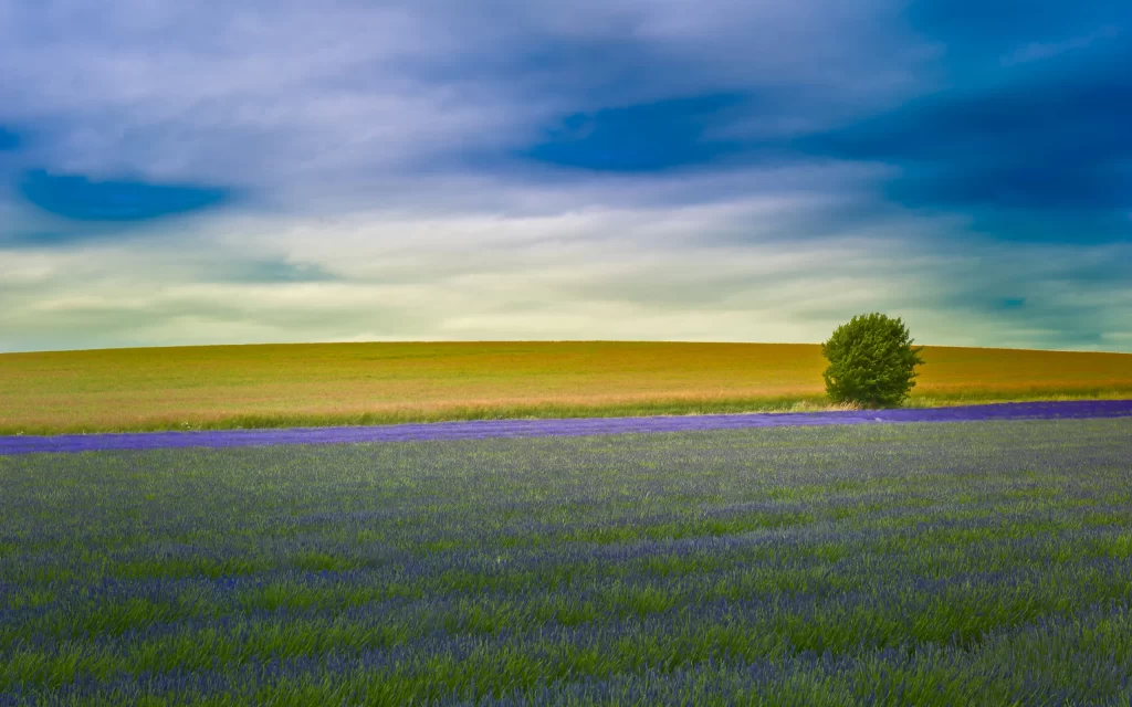 Lavender Field Tree Clouds Sky Horizon