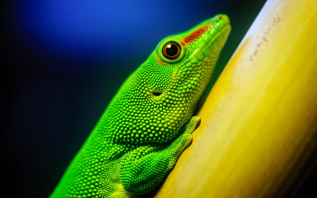 Lizard Green Skin Texture Vivid Colors Nature