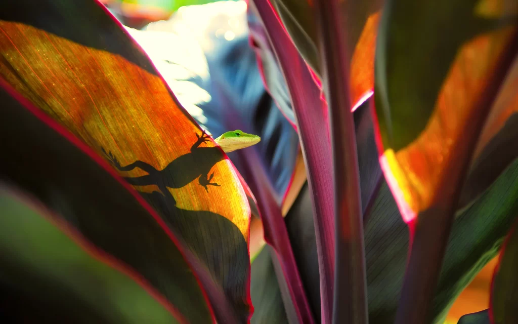 Lizard Leaves Shadows Sunlight Nature