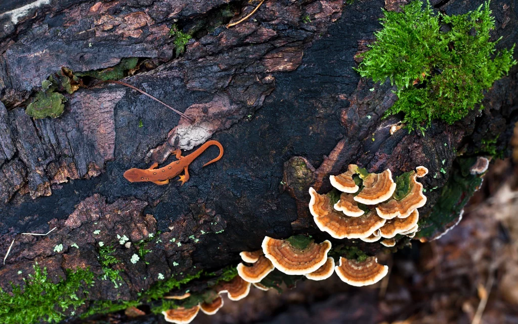 Lizard Moss Fungi Bark Texture Nature