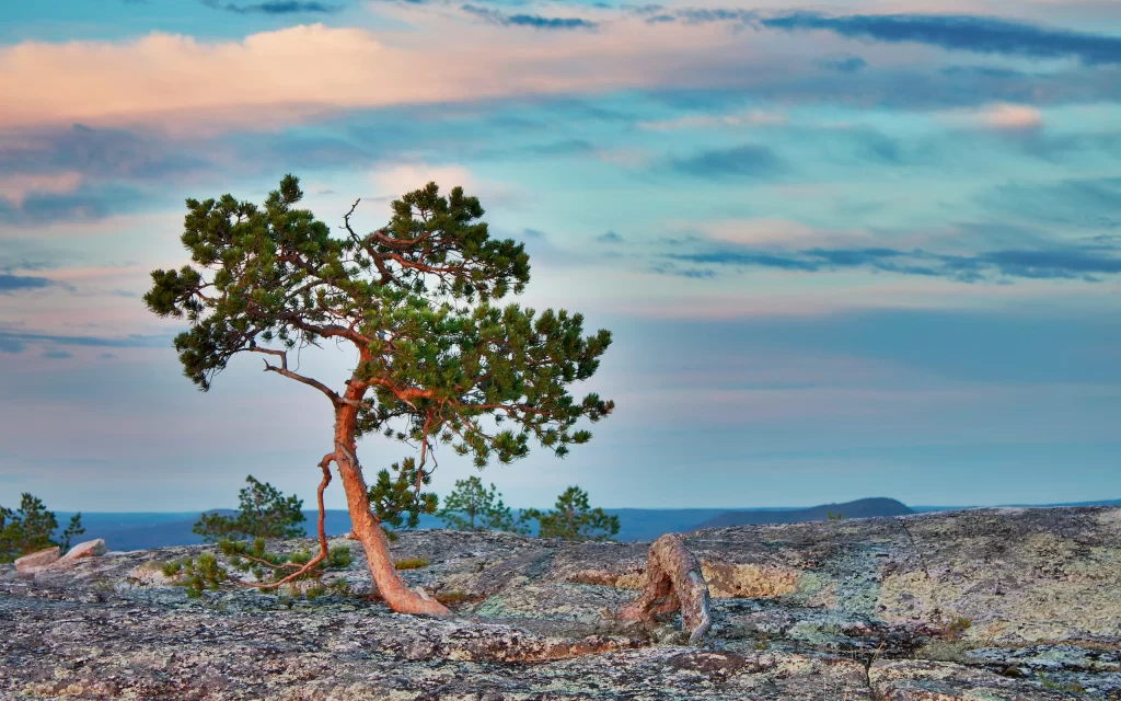 Lone Tree Rocky Terrain Sky Clouds Sunset