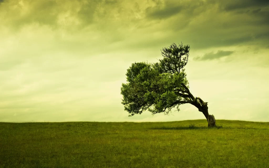 Lonely Tree Green Grass Cloudy Sky Nature
