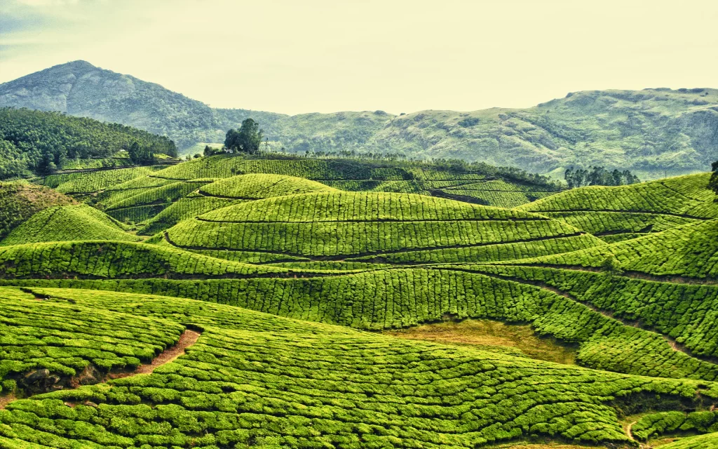 Lush Green Tea Plantation Rolling Hills Verdant Landscape
