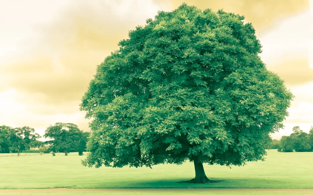 Lush Green Tree Open Field Cloudy Sky Nature Tranquility Solitude