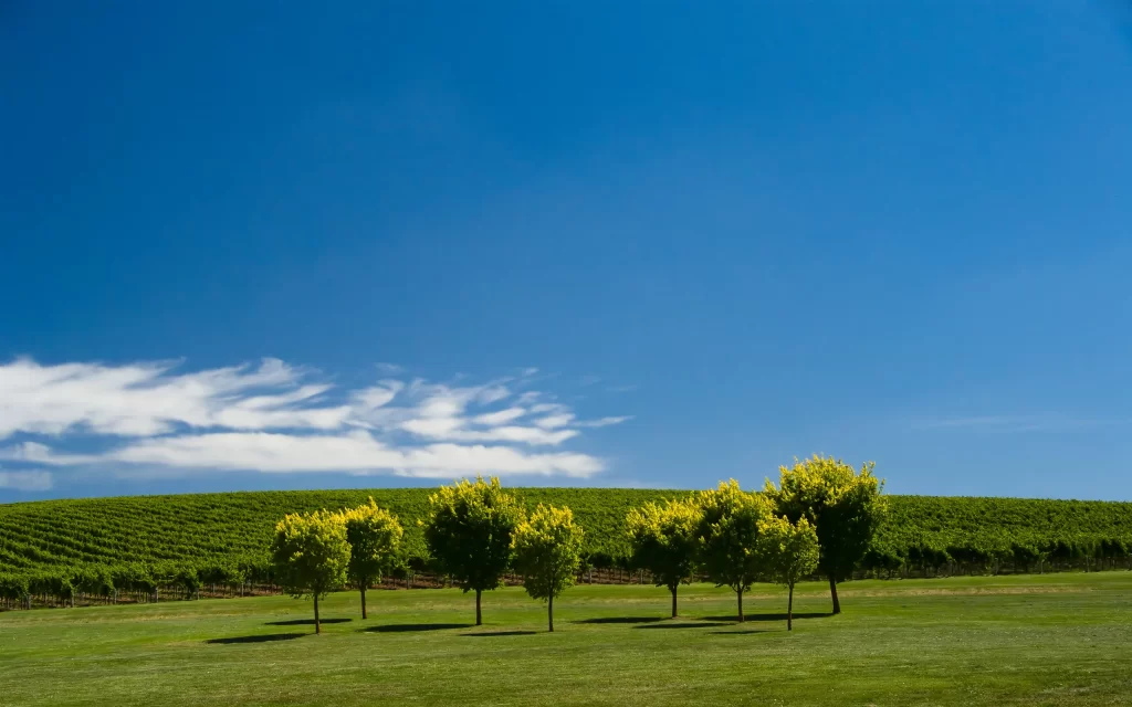 Lush Green Trees Blue Sky Clouds Vineyard