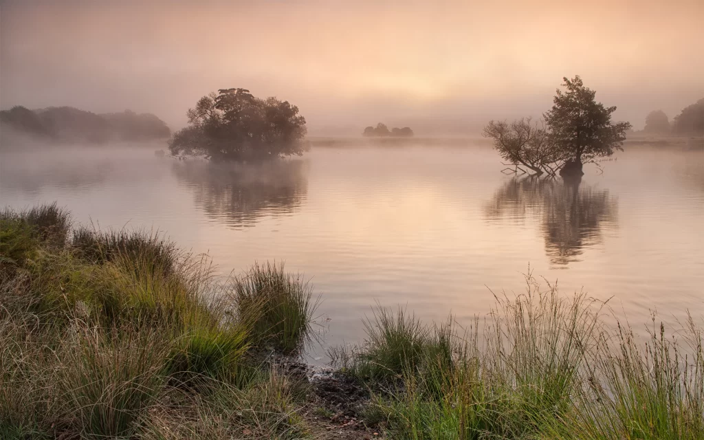 Misty Lake Trees Reflection Sunrise Fog Nature