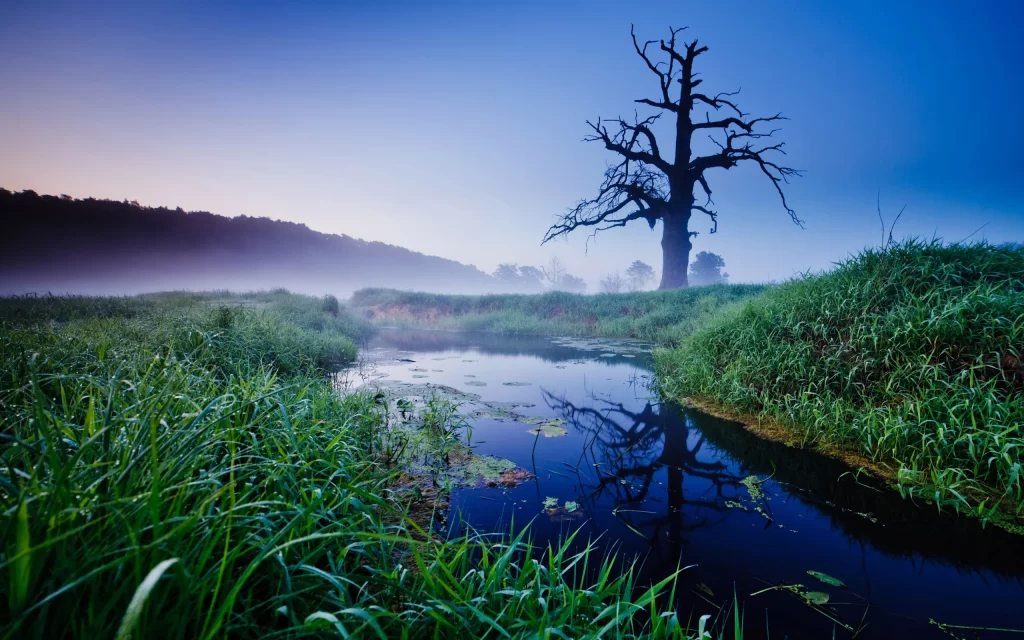 Misty Morning River Reflections Nature Dead Tree