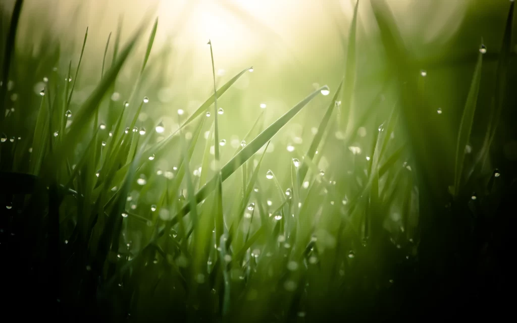 Morning Dew Grass Sunlight Nature Freshness
