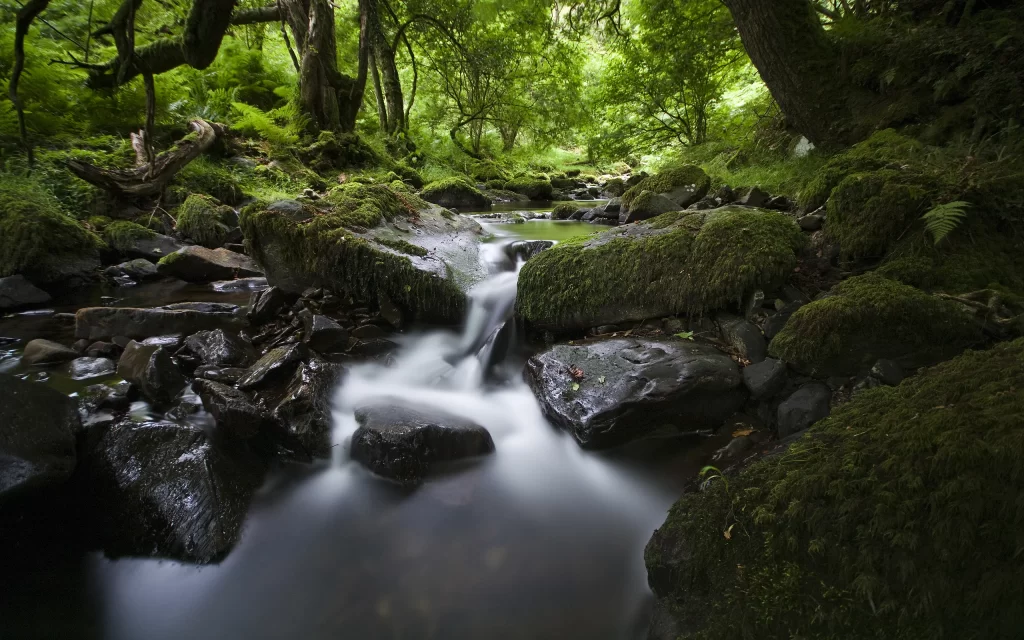 Mossy Rocks Stream Forest Greenery Nature