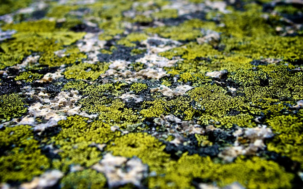 Mossy Stone Texture Nature Green