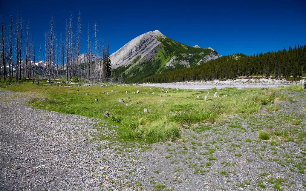 Mountainous Landscape Clear Sky Greenery Rocky Terrain Dead Trees