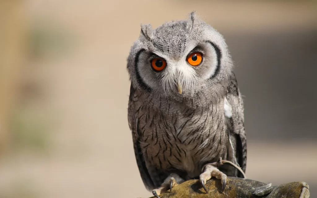 Owl Feathers Eyes Beak Claws Perch