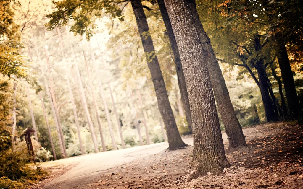 Pathway Forest Trees Autumn Leaves Sunlight