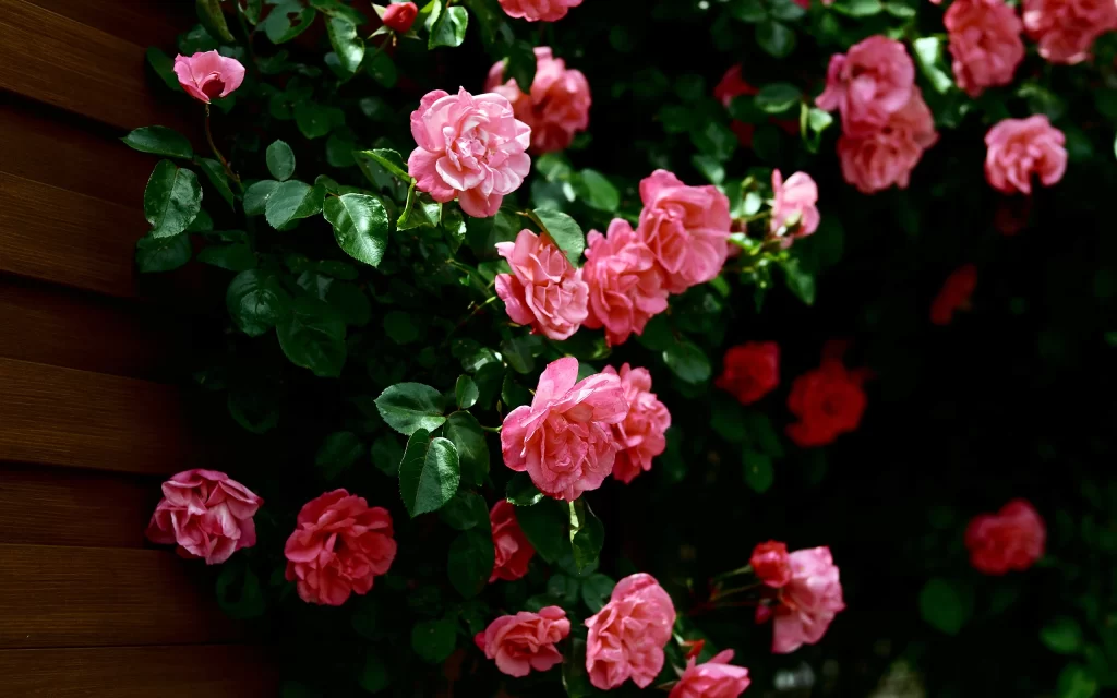 Pink Roses Blooming Green Leaves Nature