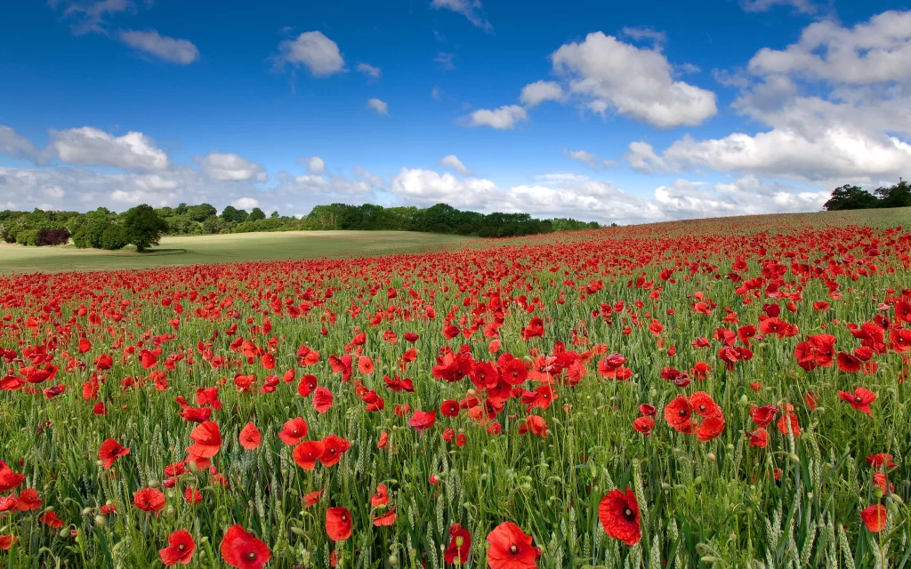 Red Poppies Field Green Grass Blue Sky White Clouds