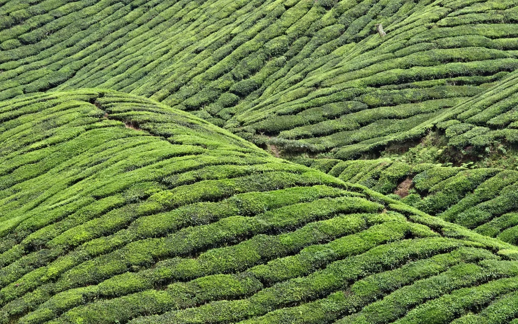 Rolling Hills Tea Plantation Verdant Greenery Terraced Landscape