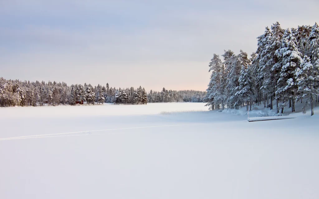 Snowy Forest Winter Landscape Tranquility