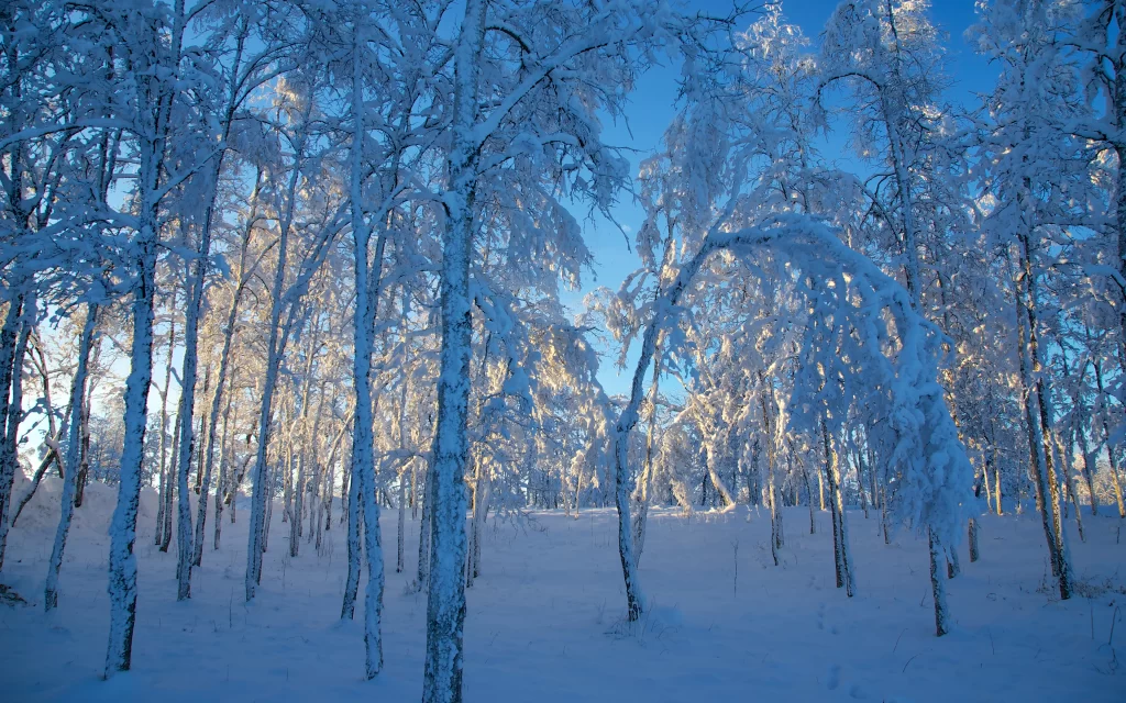 Snowy Forest Winter Trees Blue Sky Sunlight