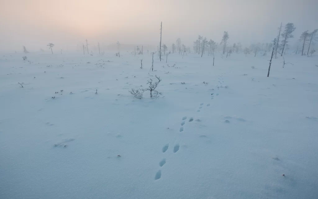 Snowy Landscape Footprints Trees Winter Atmosphere