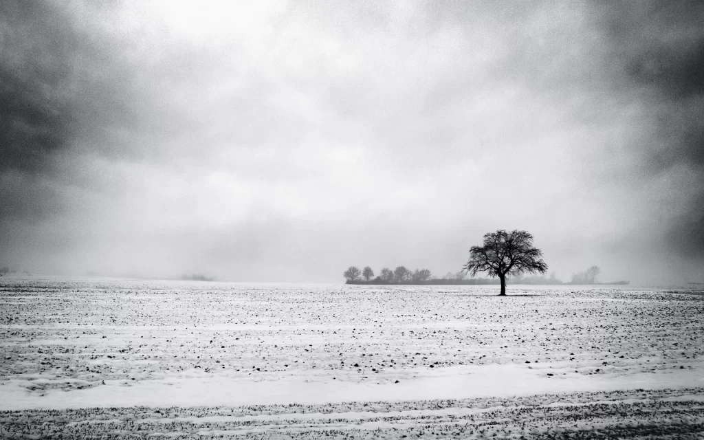 Snowy Landscape Tree Foggy Sky Winter Solitude