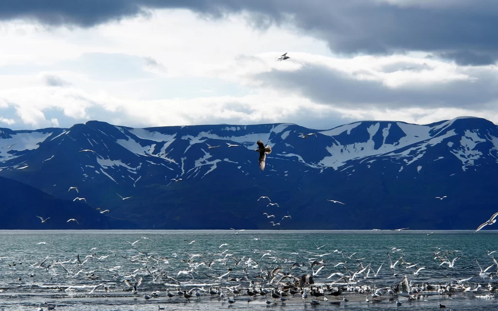 Snowy Mountains Seagulls Clouds Water Blue Sky Scenic View