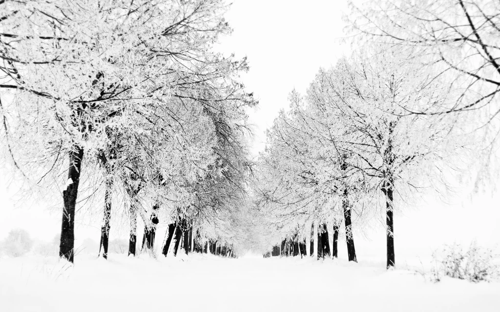 Snowy Winter Trees Path White